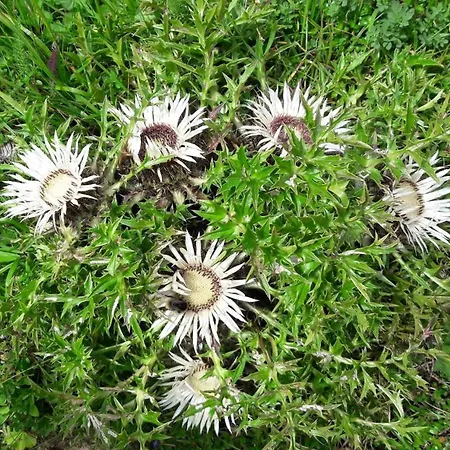 Rudigier Apartment *